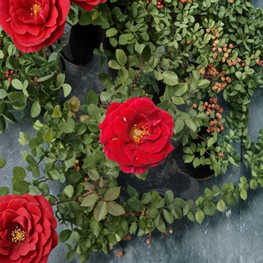 Mr. Lincoln Rose – Rosa Hybrid Tea Live Plant, 2 Gallon Deep Red Fragrant Garden Rose Bush