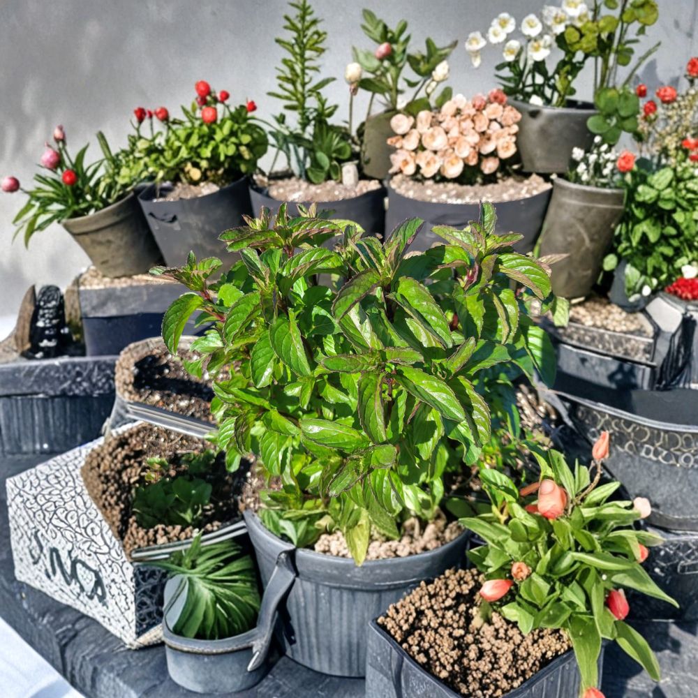 Basil Mint Cuttings – Mentha x piperita Live Unrooted Propagation Set – Organic Fragrant Herb Starter for Garden or Indoor Planting