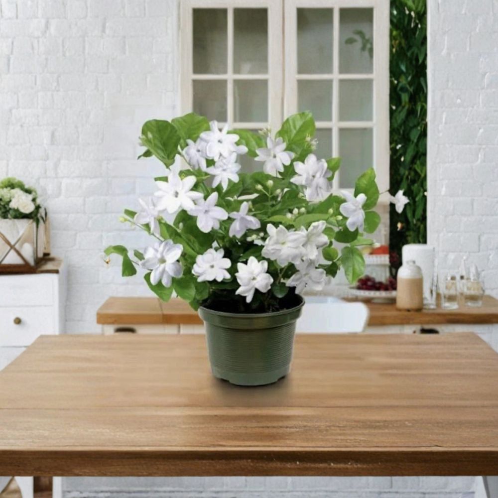 Arabian Jasmine Plant – Jasminum sambac Live Starter 2–8 Inch Rooted Potted Plant, Fragrant White Blooms, Indoor & Outdoor Garden
