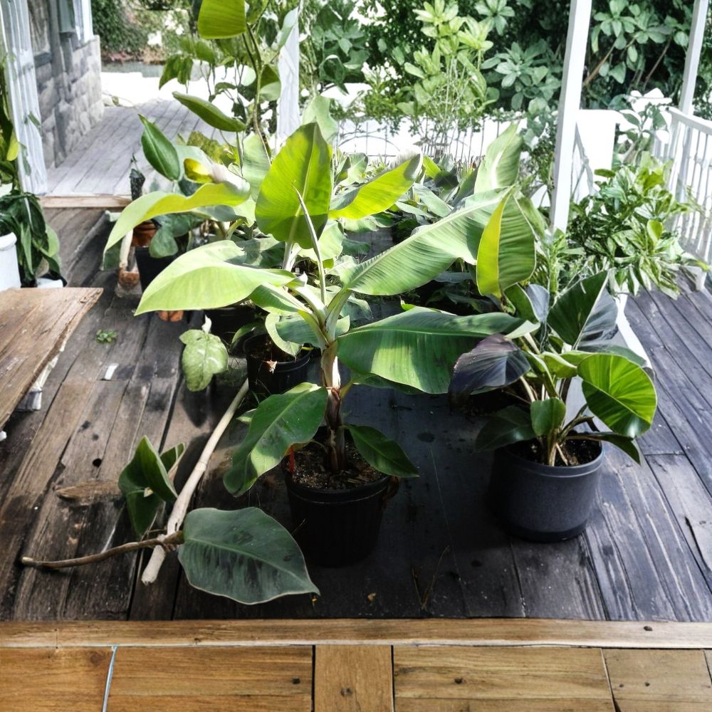 Green Banana Tree Plant – Musa paradisiaca 5 Gallon Live Fruit Tree for Tropical Gardens, Produces Sweet Bananas