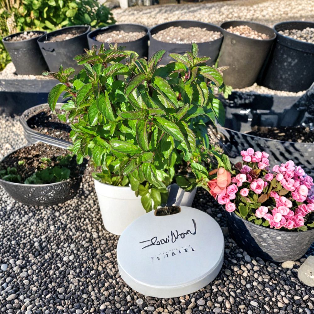 Basil Mint Cuttings – Mentha x piperita Live Unrooted Propagation Starter – 12 Organic Fragrant Herb Plants