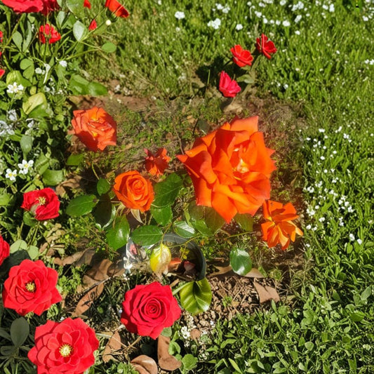 Marina Floribunda Rose Live Plant – 3 Gallon Salmon Orange Everblooming Garden Rose Bush Rosa Hybrid