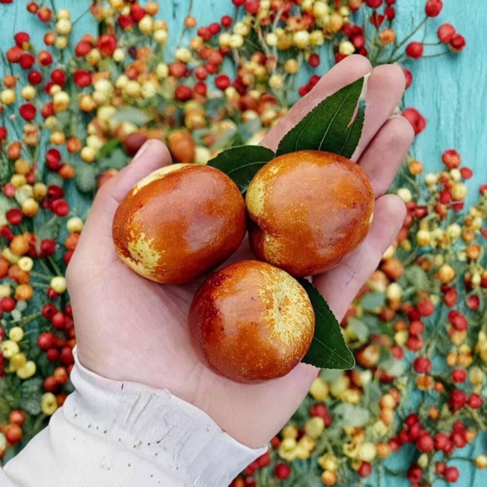 Shanxi Li Giant Jujube Tree – Ziziphus jujuba Live Bare Root, Chinese Date Tree with Sweet Apple Flavor, Large Fruit