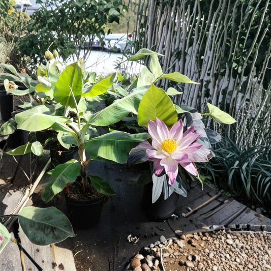Green Banana Tree Plant – Musa paradisiaca Live Fruit Plant, 5 Gallon, Tropical Garden, Fast Growing, Container Friendly