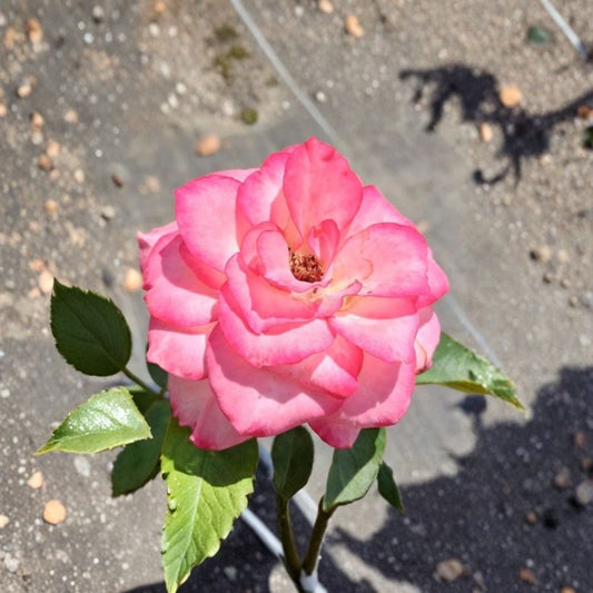 Nicole Floribunda Rose Plant – Rosa Hybrid, 5 Gallon Everblooming Garden Rose with White & Pink Blooms