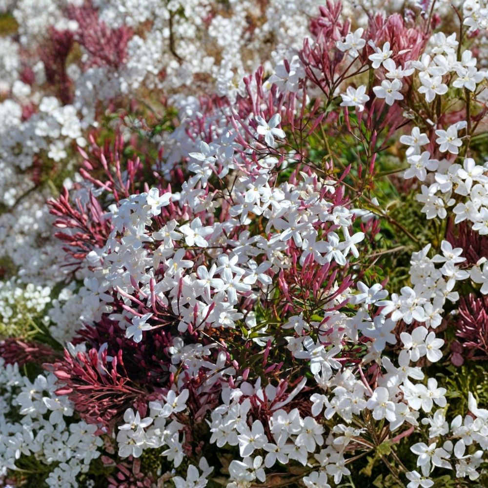 Pink Jasmine Cuttings 10 Pack | Jasminum polyanthum | 10–15 Inch Fragrant Climbing Vine for Gardening and Indoor Plants