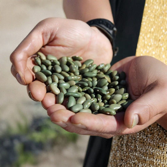 Mbombo Heirloom Bean Seeds – Organic Phaseolus vulgaris Kenyan Pole Bean, Emerald Green, Heat & Drought Tolerant, 25 Seeds