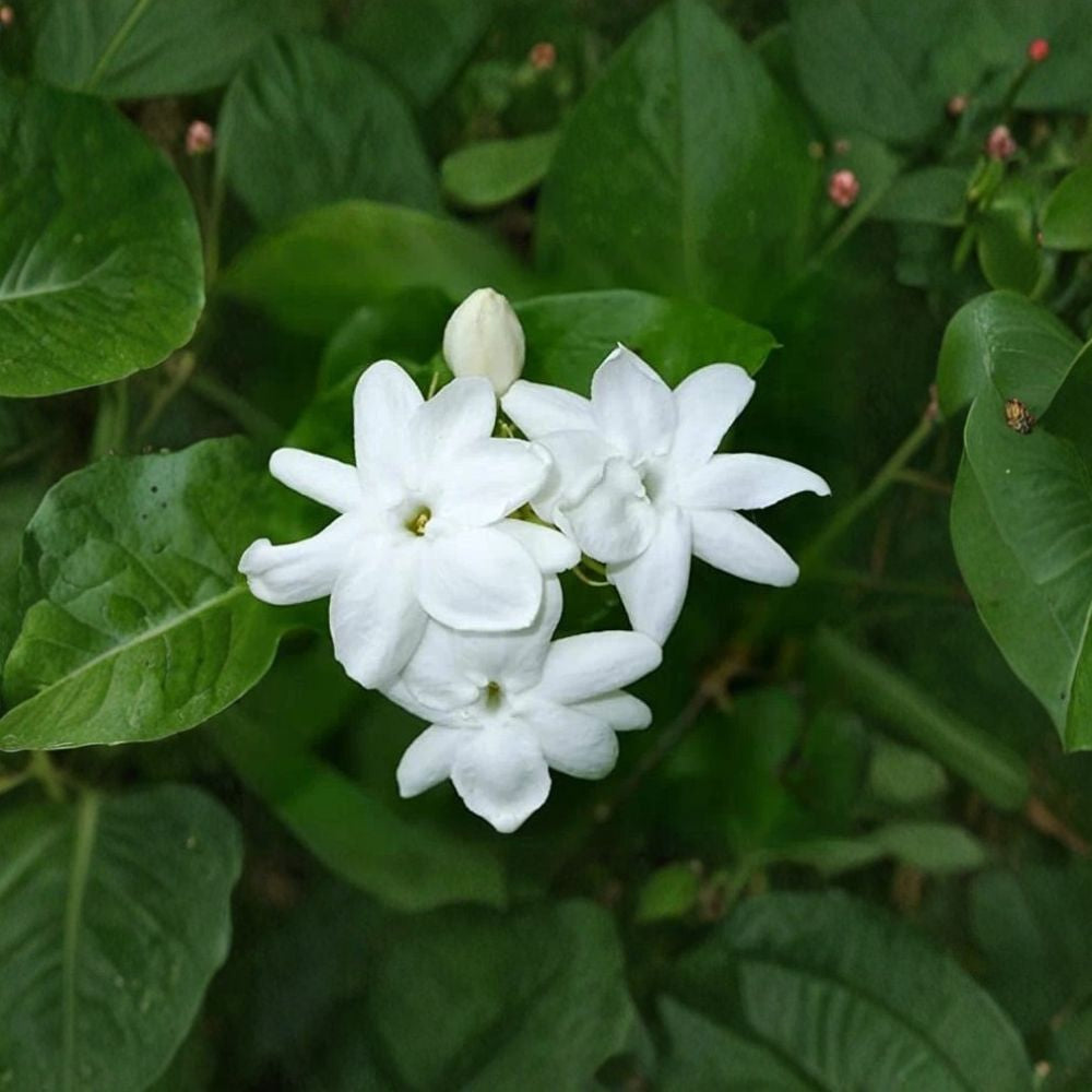 Jasmine Live Plant – Maid of Orleans Jasminum sambac Rooted Starter 2–8 Inches, Fragrant White Blooms, Indoor & Patio Plant