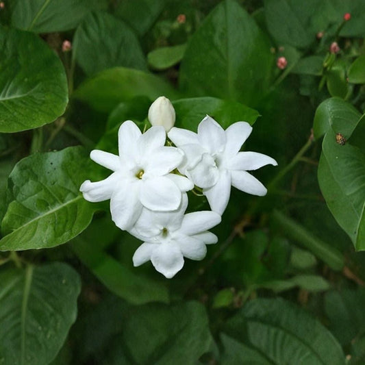Jasmine Live Plant – Maid of Orleans Jasminum sambac Rooted Starter 2–8 Inches, Fragrant White Blooms, Indoor & Patio Plant