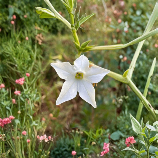 Nicotiana alata Seeds – 500+ Organic Jasmine Tobacco Night Fragrant Flowers Moon Garden Plant Easy to Grow Annual
