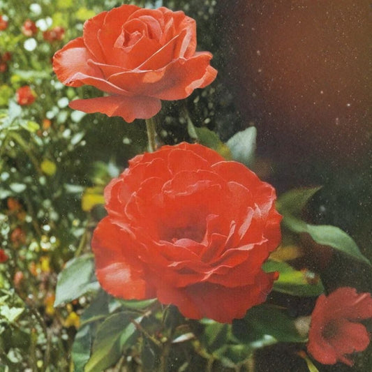 Impatiens Floribunda Rose Live Plant – 3 Gallon Orange-Red Blooms Garden Rose Bush Rosa Hybrid