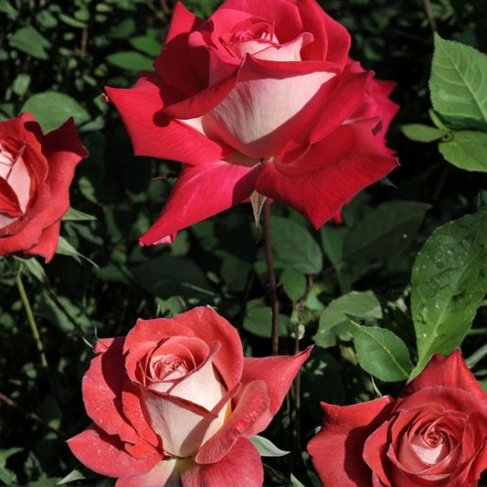 Love Grandiflora Rose Plant – 3 Gallon Ruby Red & White Fragrant Blooming Rose Bush | Rosa Hybrid Live Plant