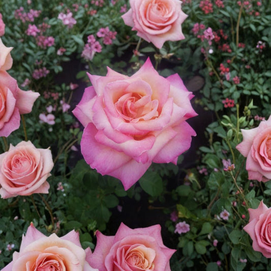 Hybrid Tea Rose Plant – Kordes Perfecta, Everblooming Garden Rose, 3-Gallon Field Grown Rose Bush