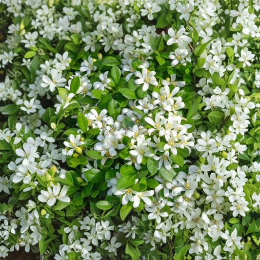 Orange Jasmine Live Tree – 2-3 Ft Murraya paniculata with Fragrant White Blooms, Tropical Hedge or Patio Plant