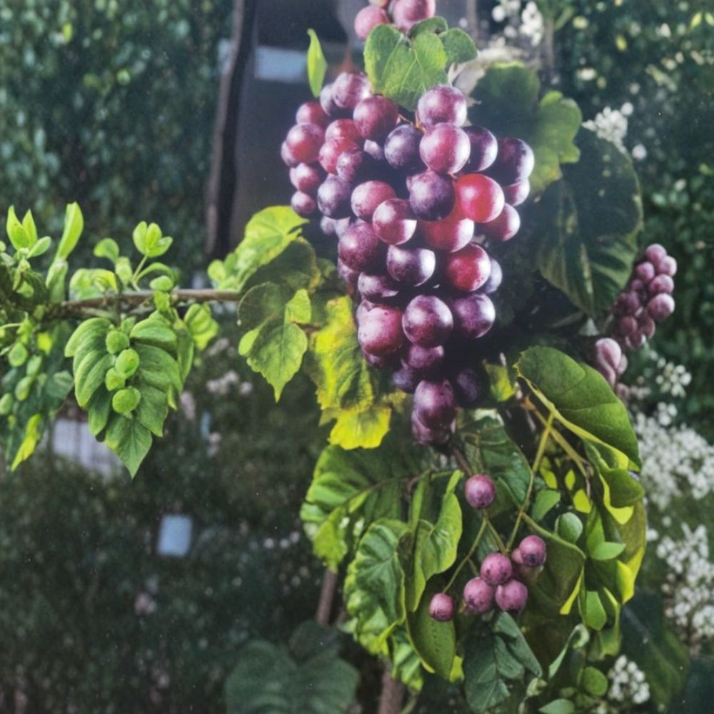 Black Cowart Muscadine Grape Vine – Vitis rotundifolia, 3 Gallon Live Plant, Self-Fertile Fruit Vine, Sweet Muscadine Grapes for Vineyard & Garden