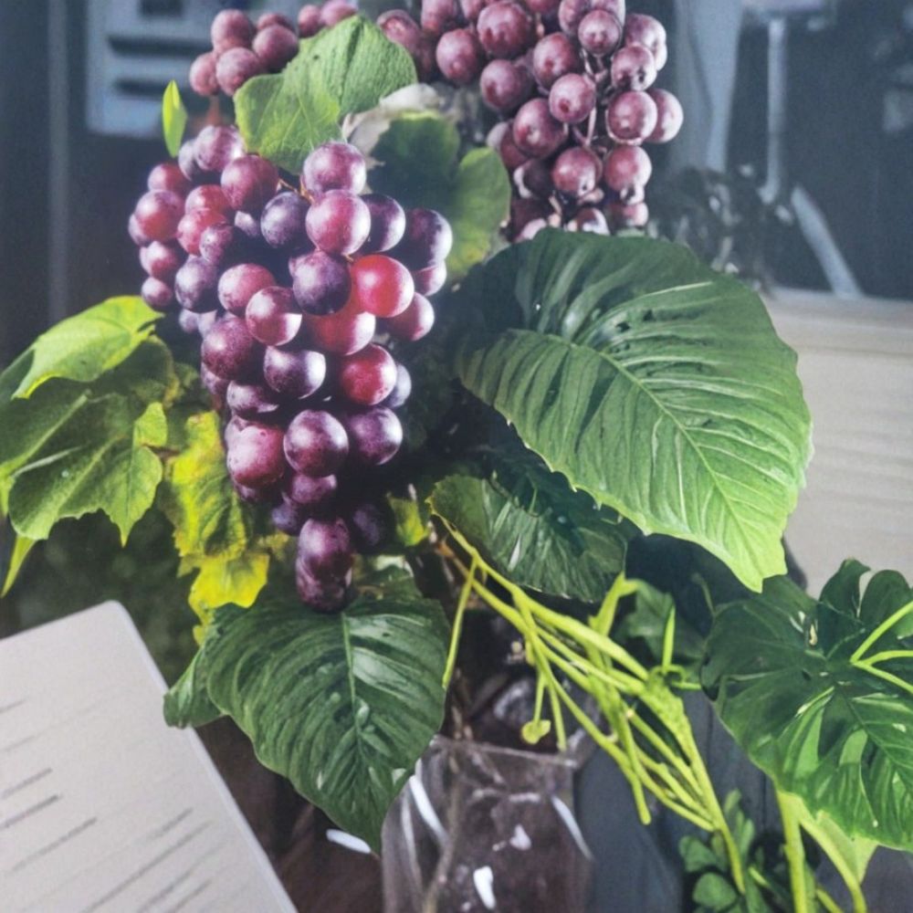 Black Hunt Muscadine Grape Vine – Vitis rotundifolia Female Fruit Plant, 3 Gallon, Sweet Grapes for Vineyard & Garden