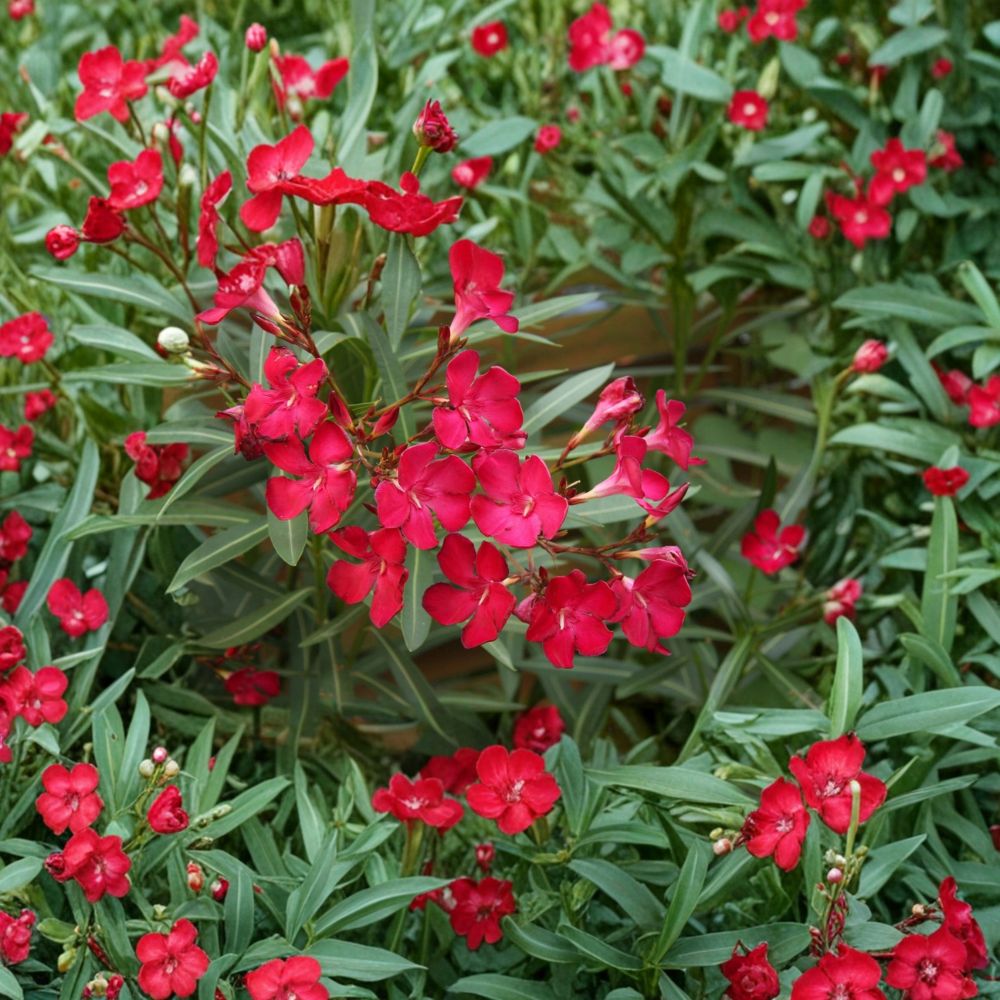 Red Oleander Live Plant – 3 Gallon Size, Red Flowering Shrub, Nerium oleander, Sun-Loving Landscape Plant