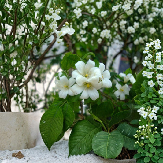 Murraya Paniculata Seeds – 10 Pack, Orange Jasmine, Fragrant White Flowers, Tropical Shrub, Satinwood Plant, Mock Orange Seeds