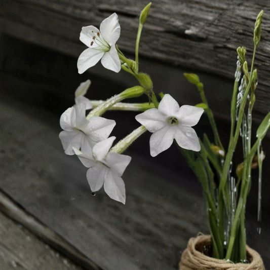 Nicotiana Alata Seeds – 200+ Jasmine Tobacco Night Scented Flowers Fragrant Garden Plant Easy to Grow