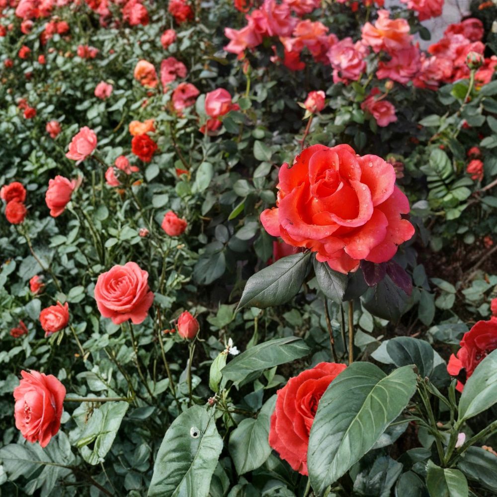 Ring of Fire Hybrid Tea Rose – 3 Gallon Live Rose Plant with Fiery Multi-Color Blooms, Garden Rose, Rosa Hybrid