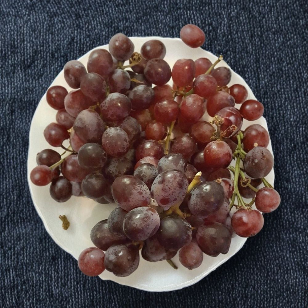 Red Globe Grape Vine – Vitis vinifera Live Plant, 2 Gallon, Self-Fertile, Edible, Juice & Wine, Easy to Grow