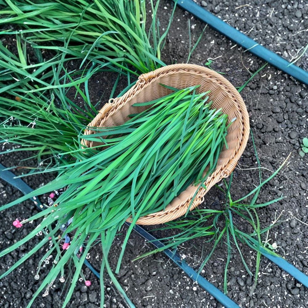 Garlic Chives Plants – Allium tuberosum Live Bare Root 40 Pack – Edible Herb Garden, Chinese Chives, Fresh Starter Plants