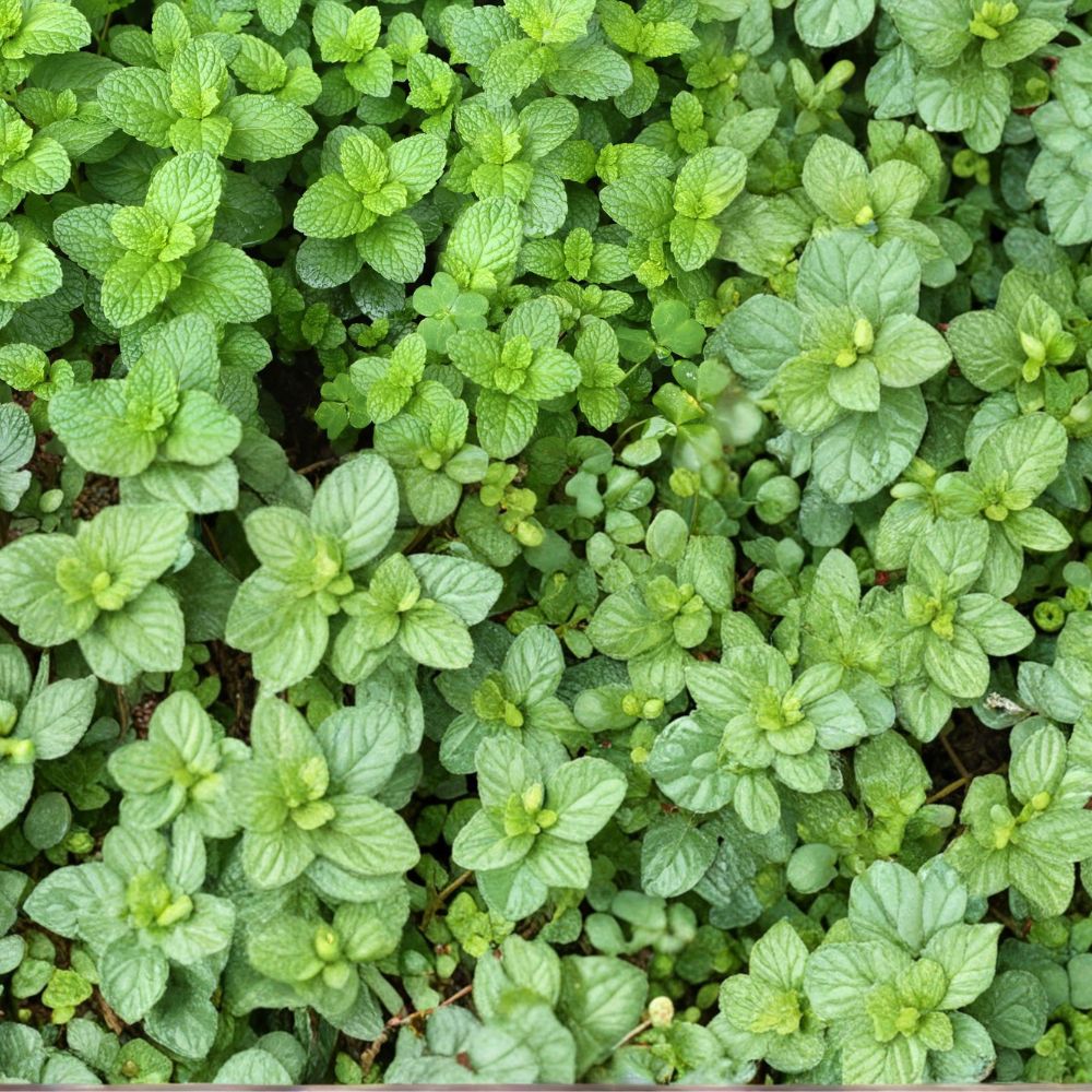 Spearmint Mint Cuttings – Mentha spicata Live Unrooted Herb Starter Pack, Organic Culinary Herb, Easy to Grow, 12 Plant Cuttings