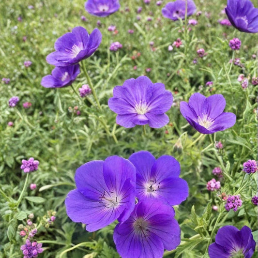 Orion Geranium Seeds – 25+ Pelargonium Flower Seeds for Garden & Patio, Colorful Blooms, Easy to Grow, Ornamental Plant