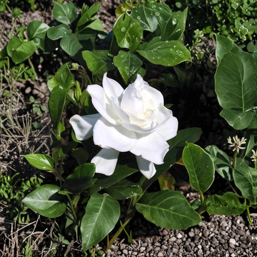 Gardenia Live Plants – 2 Heirloom Cape Jasmine Bushes – Fragrant White Flowers – Bare Root Starter Shrubs for Outdoor Patio Garden