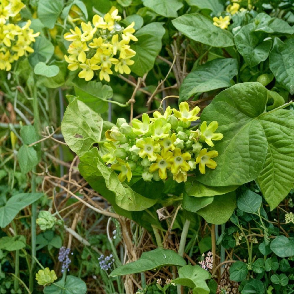 Telosma cordata Live Starter Plant | 2.5 Inch Pot | Fragrant Pakalana Vine | Tropical Climber | Chinese Violet Cowslip Creeper