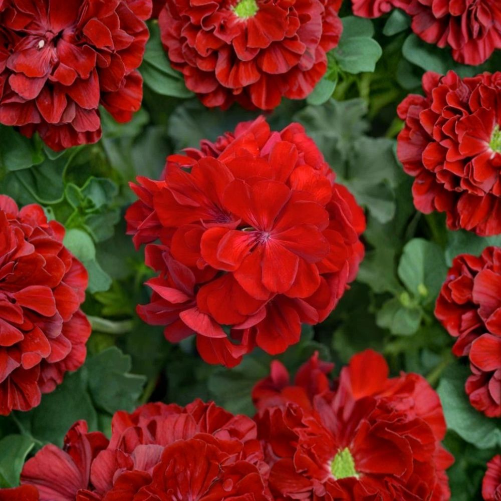 Red Geranium Cuttings – 5 Unrooted Live Plant Cuttings, Easy Propagation, Patio & Garden Flowering Plant, Pelargonium x hortorum