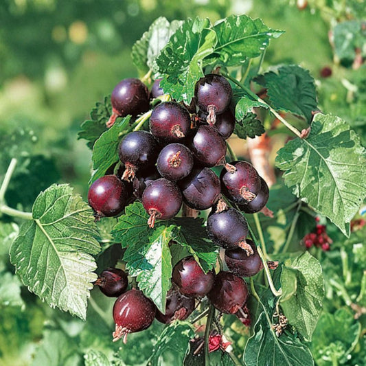 Jostaberry Plant – Live Rooted Berry Shrub – Thornless Gooseberry Currant Hybrid – Edible Fruit Plant for Zones 3–8