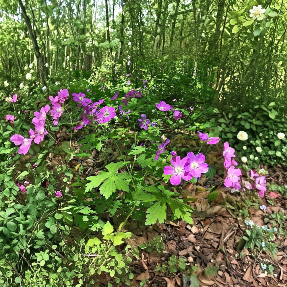 Wild Geranium Root Divisions – 5 Live Hardy Perennial Plants – Purple Blooming Garden Flowers – Shade & Sun Friendly