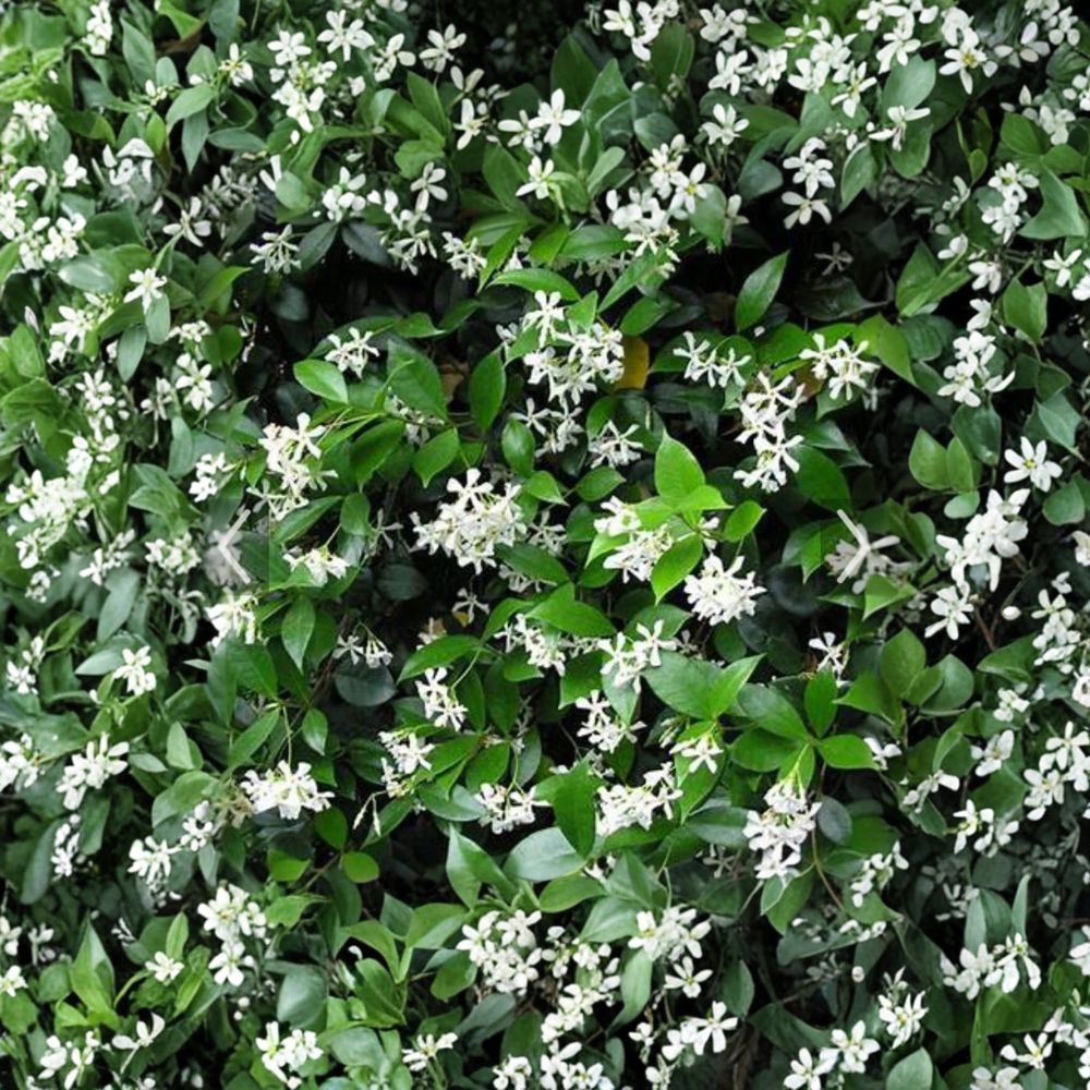 Confederate Jasmine Cuttings 55 Pack – Unrooted 6–12 Inch Vines, Fragrant Climbing Plant, Trachelospermum jasminoides, Garden Propagation Starter