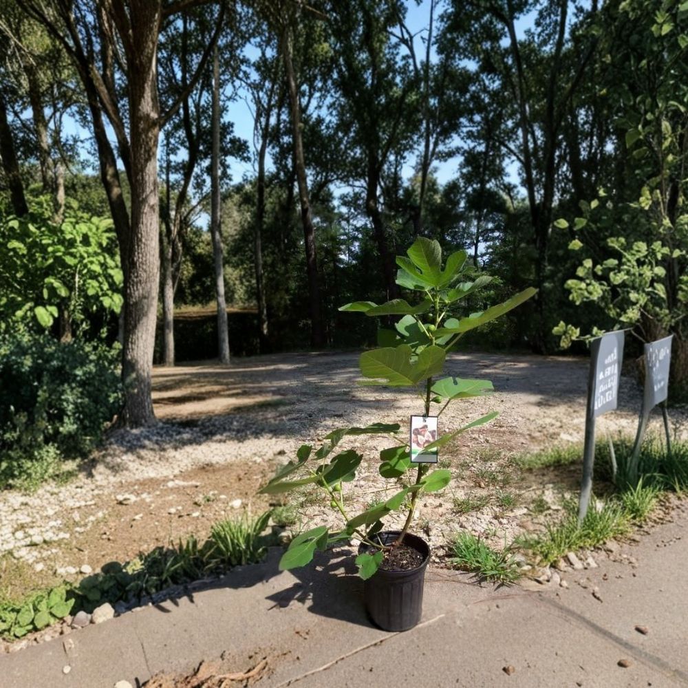 Texas Everbearing Fig Tree – Ficus carica Live Fruit Tree, 1 Gallon, Heavy Producing, Sweet Juicy Figs, Easy to Grow Home Garden Tree