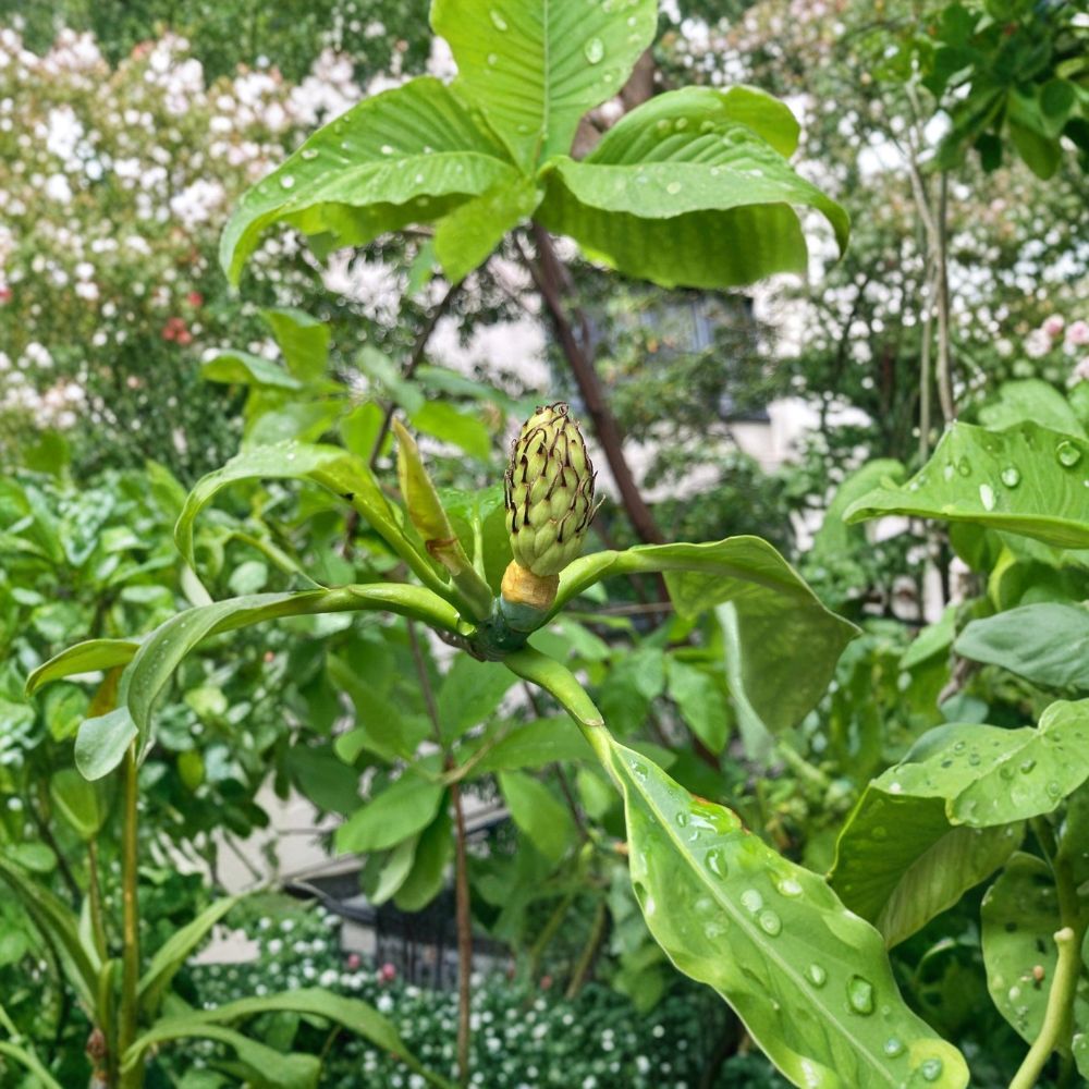 Bigleaf Magnolia Tree – Live Starter Plant 12–30 Inch | Large Leaf Ornamental Tree | Magnolia macrophylla for Garden & Landscape