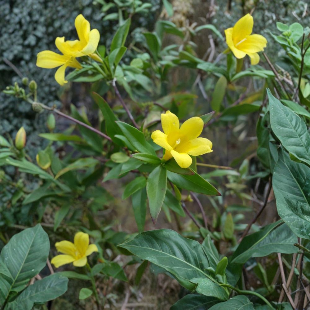 Yellow Jasmine Seeds – 25 Count Gelsemium sempervirens Carolina Jessamine Vine Fragrant Florida Native Winter Blooming Climber