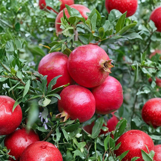 Grenada Pomegranate Tree – Live Plant in Nursery Pot, Early Harvest Variety, 3 Feet Tall, Patio & Backyard Fruit Tree, Punica granatum