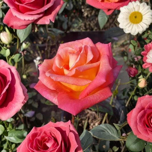 Mikado Hybrid Tea Rose Plant – Live 2 Gallon Rose Bush with Scarlet & Yellow Blooms – Hardy Flowering Garden Shrub