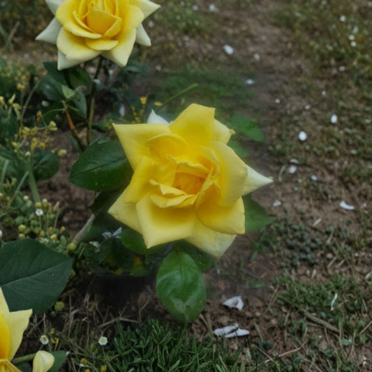Oregold Grandiflora Rose – Live Bush Plant, Bright Yellow Blooms, 3 Gallon, Flowering Rose, Landscape & Garden Favorite