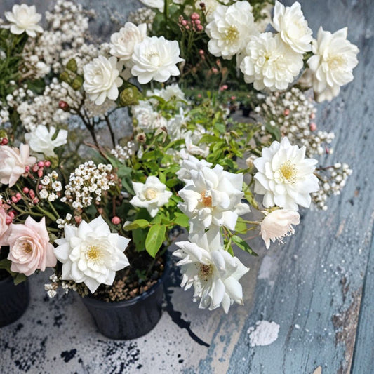 Iceberg Floribunda Rose – Live White Rose Bush Plant | 1 Gallon | Pure White Blooms | Garden Shrub | Rosa x hybrida