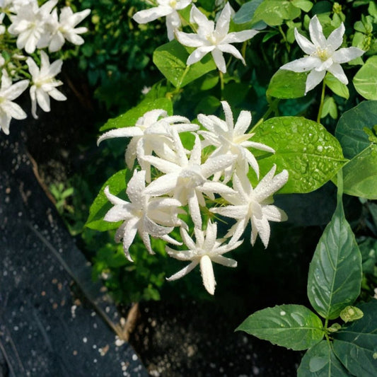 Jasmine Plant – Double White Flowers – Jasminum sambac – Fragrant Indoor & Outdoor Flowering Starter in Pot