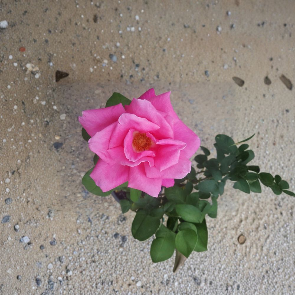 Perfume Delight Rose – Rosa Hybrid Tea Live Plant | 3 Gallon Fragrant Pink Blooms | Garden Rose | Easy Care Flowering Shrub