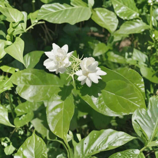 Jasmine Sambac Live Plant – 10” Tall in 3.5” Pot, Fragrant White Flowers, Indoor & Patio Houseplant, Arabian Jasmine, Fragrant Blooming Plant