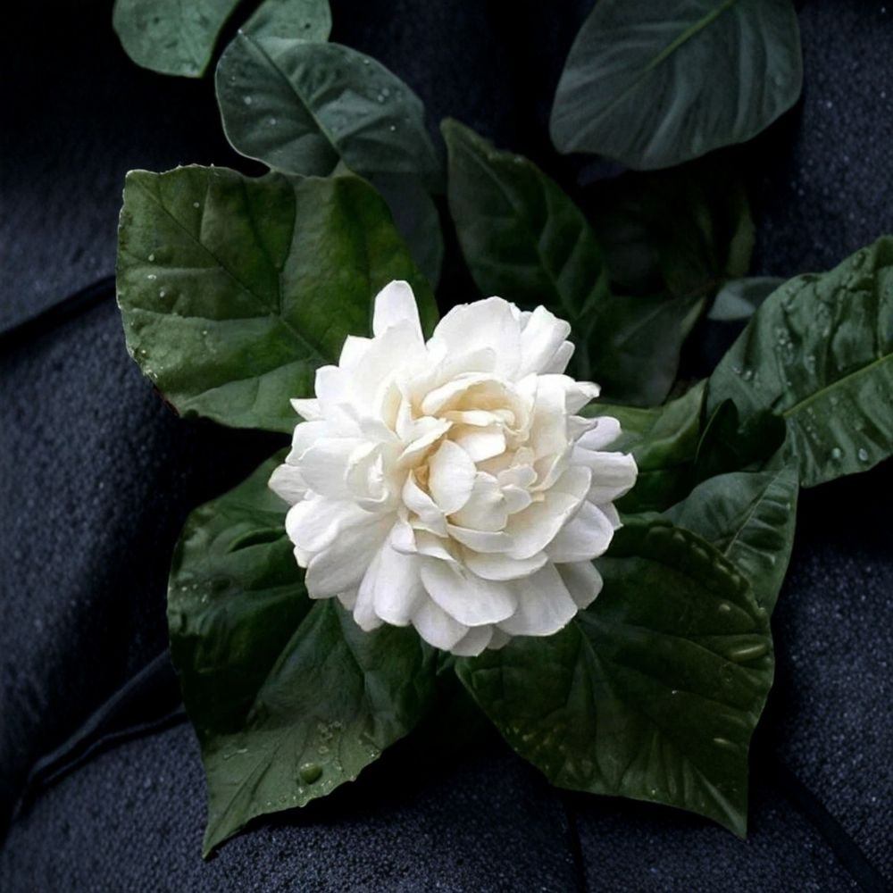 Grand Duke of Tuscany Jasmine Live Plant | Double White Fragrant Blooms | Jasminum sambac Indoor Starter