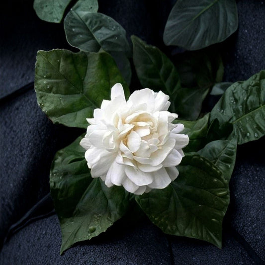 Grand Duke of Tuscany Jasmine Live Plant | Double White Fragrant Blooms | Jasminum sambac Indoor Starter