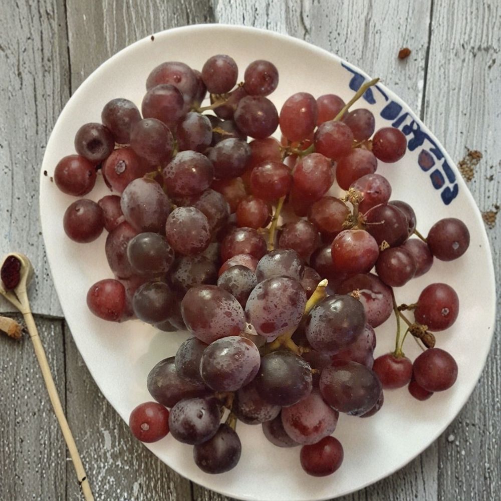 Red Globe Grape Vine – Live Fruit Plant, Self-Fertile, 3 Gallon, Home Garden, Easy to Grow, Juicy Grapes, Wine & Fresh Eating