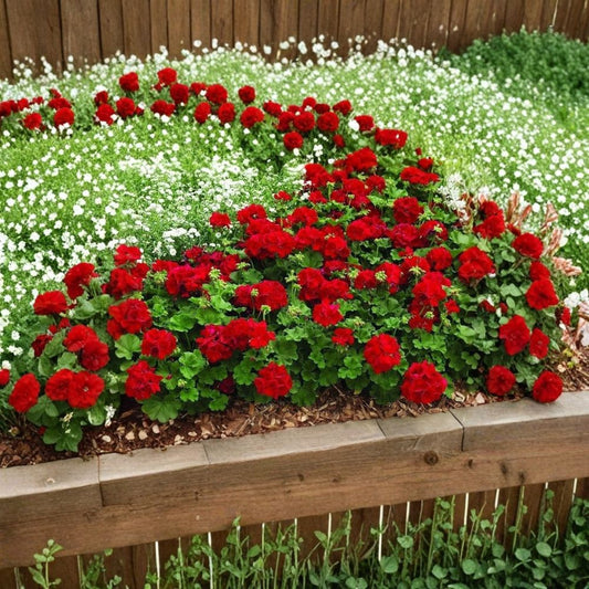 Mountie Red Ivy Geranium Cuttings – 8 Fresh Pelargonium Rooting Plants for Garden, Patio, or Indoor Display