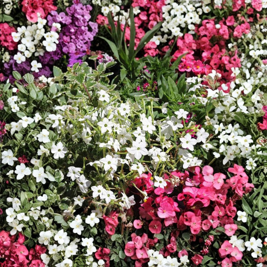 Nicotiana Alata Seeds 500 Pack | White Jasmine Night-Blooming Flowers | Fragrant Pollinator Garden | Non-GMO Flower Seeds