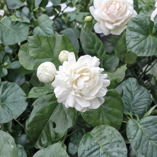 Grand Duke of Tuscany Jasmine – Small Starter Plant | Jasminum sambac Double | Fragrant Arabian Jasmine | Rooted Potted Plant